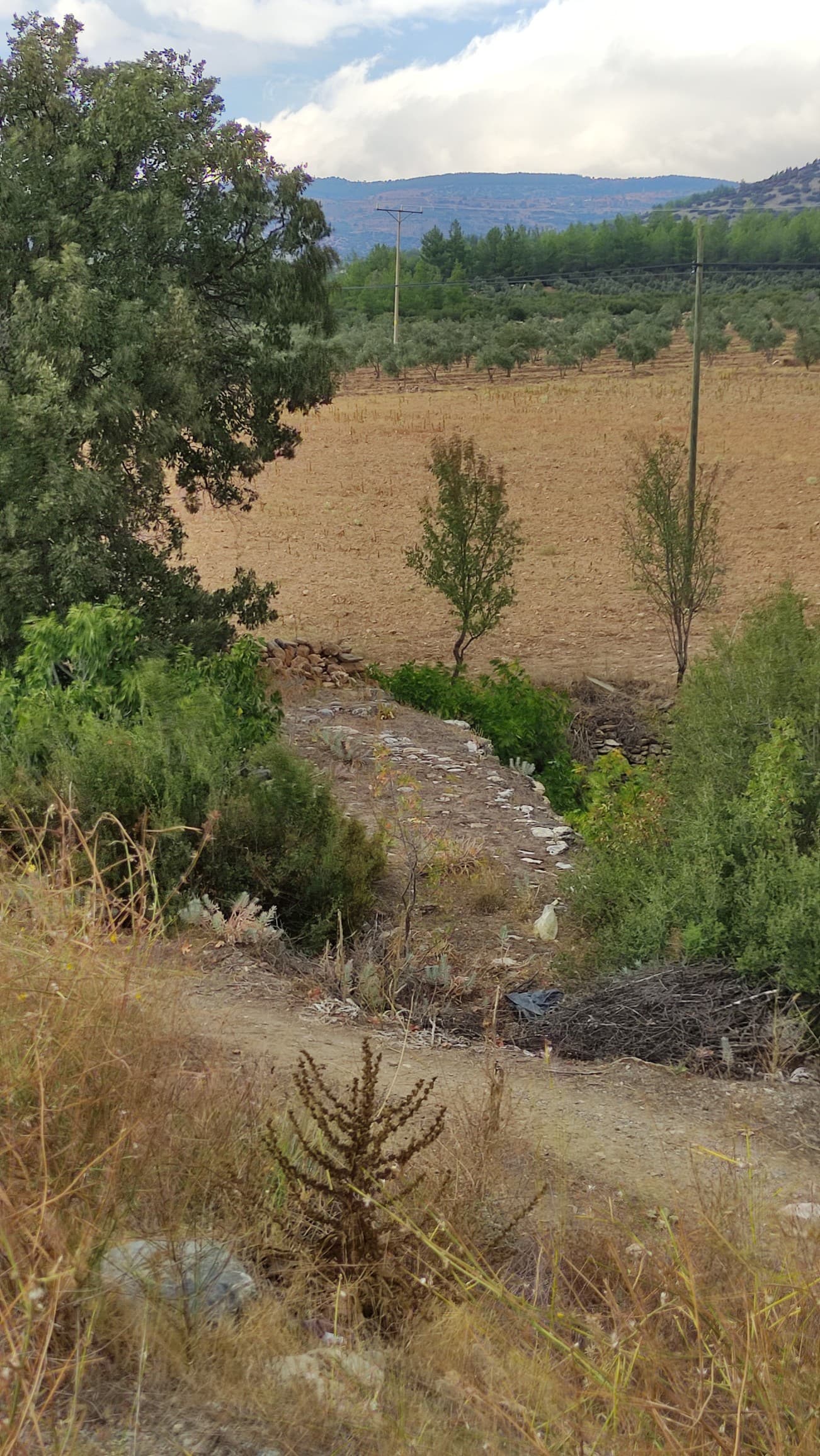 Roma Köprüsü, Seki