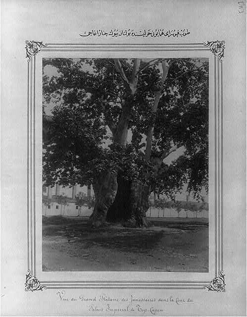 The big plane tree found in the yard of the Topkapı Sarayı (palace)
