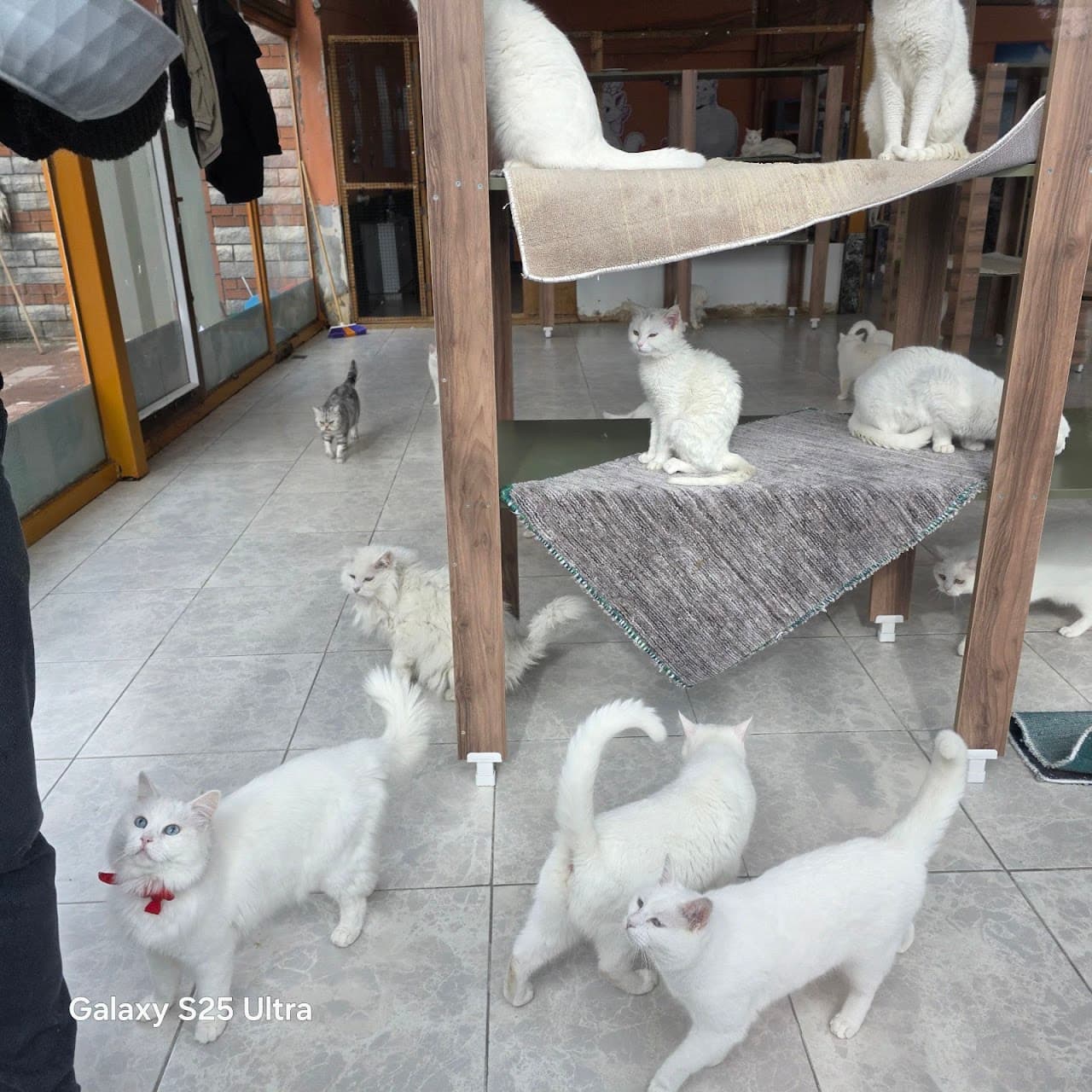 Can Kedi Evi
