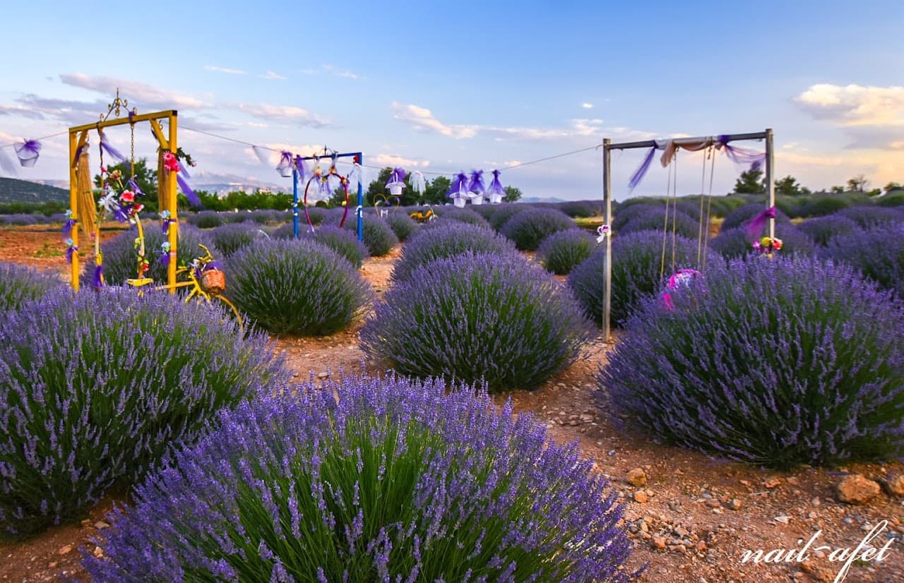 Lavanda field