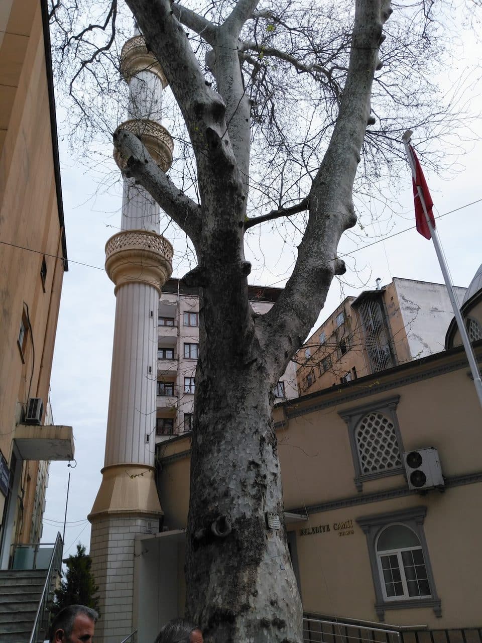 Tarihi Çınar Ağacı