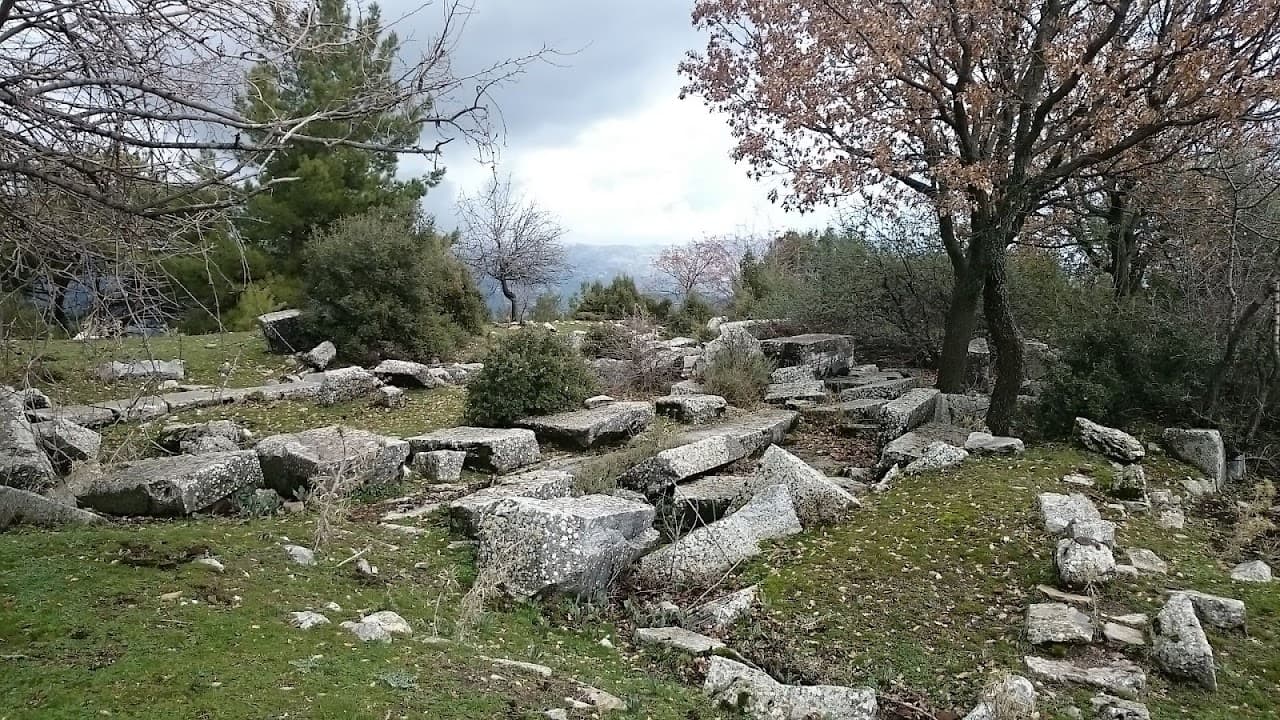 Amyzon