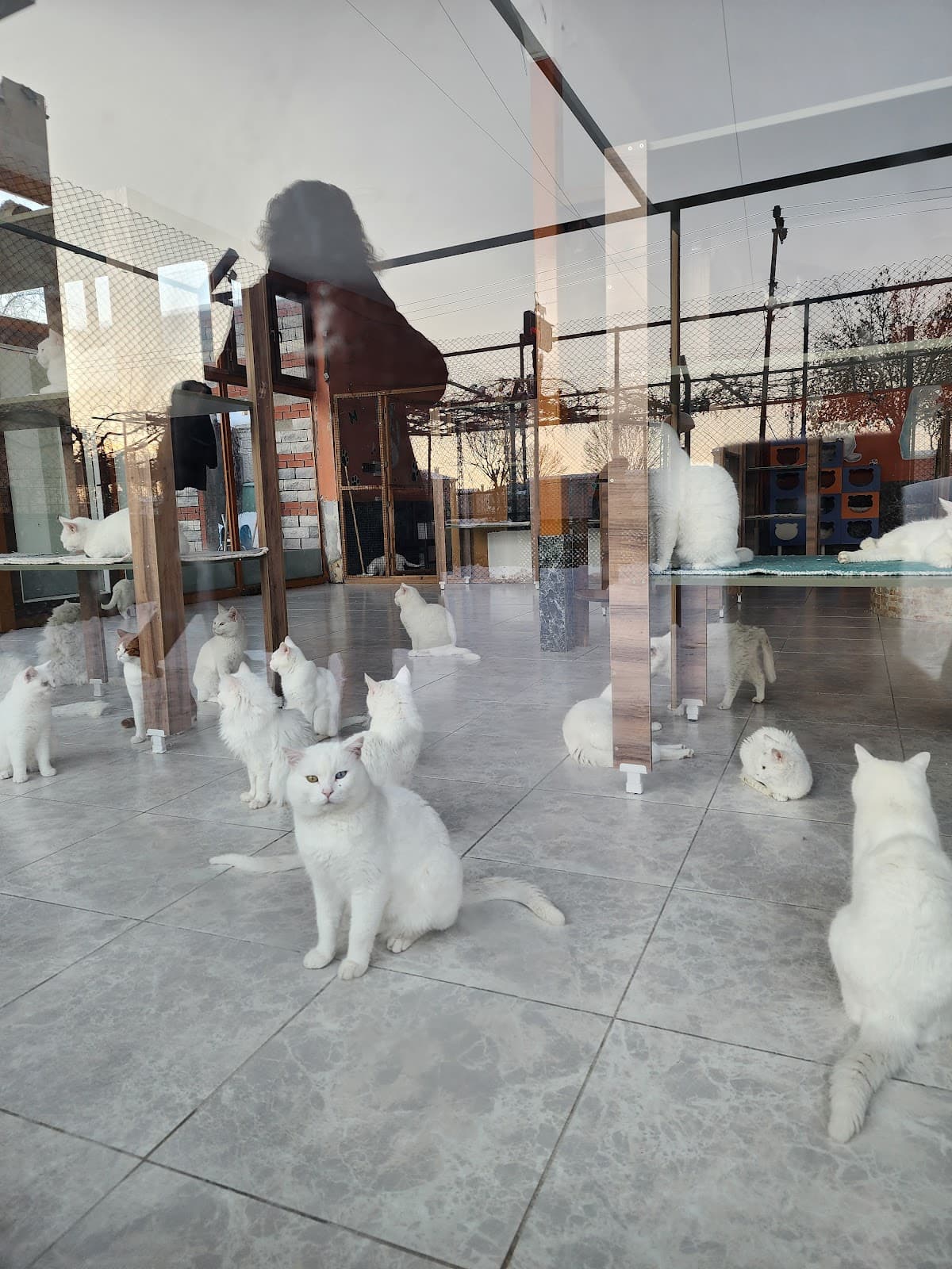 KEDİ EVİ