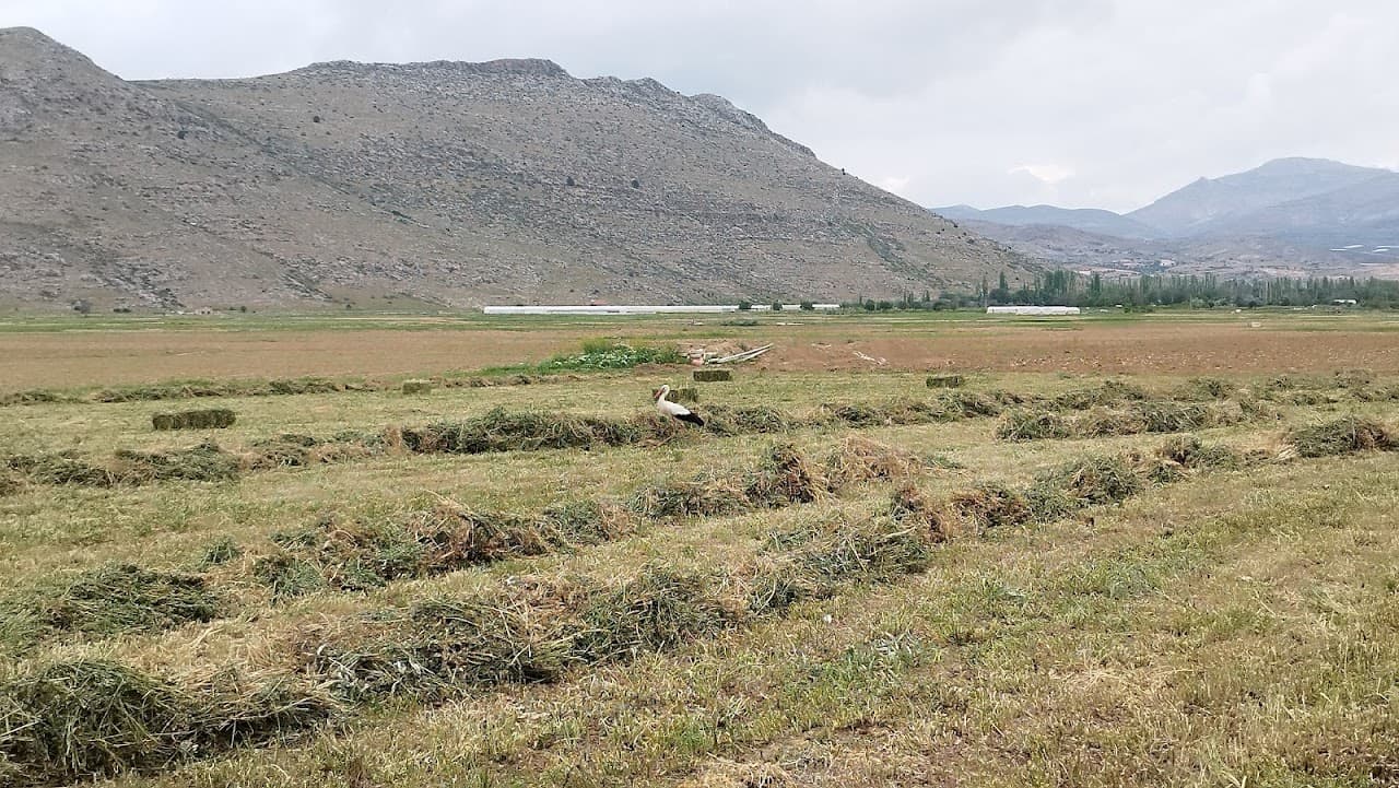 Özdemir Höyük