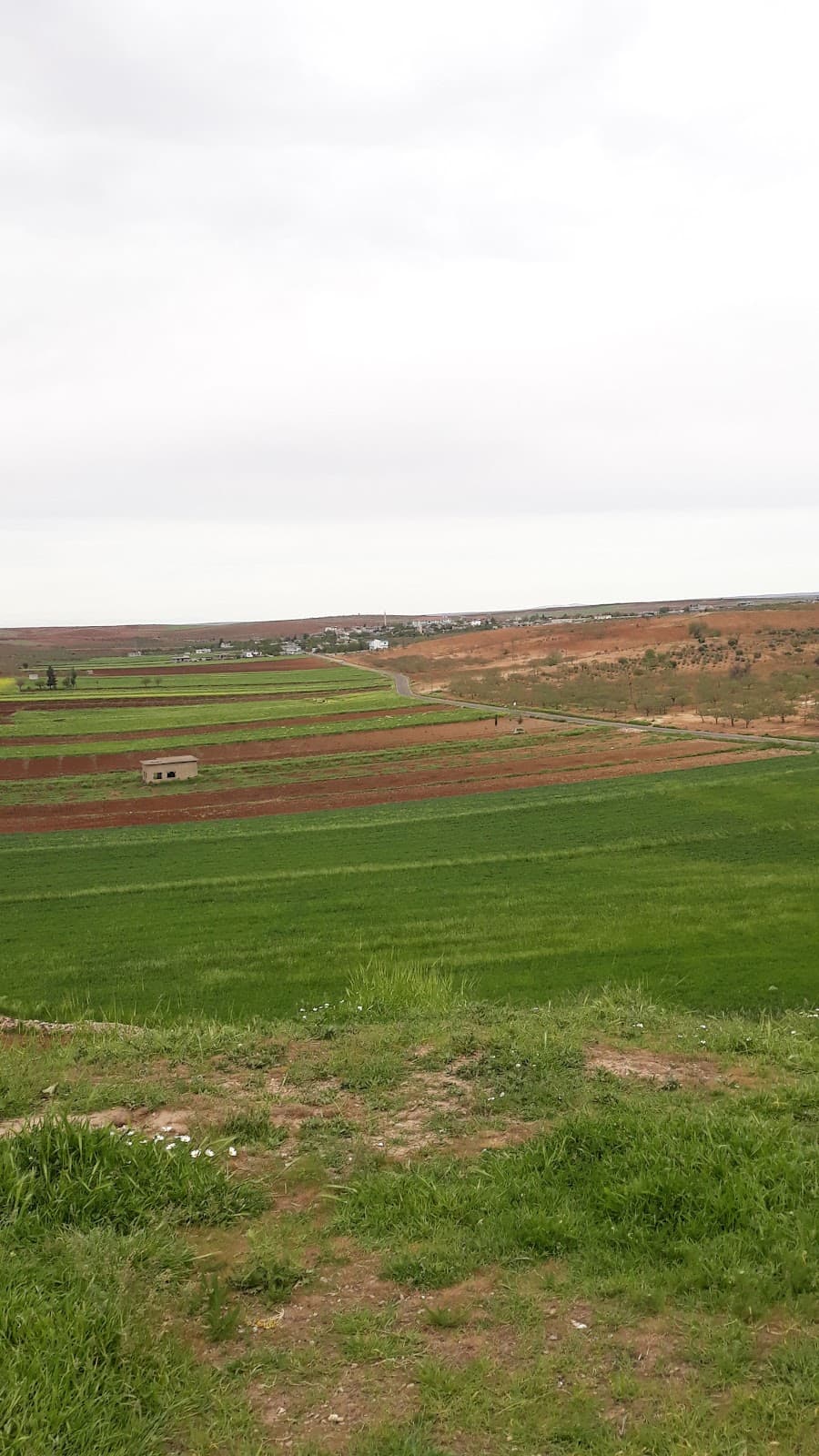 Taşlıhöyük