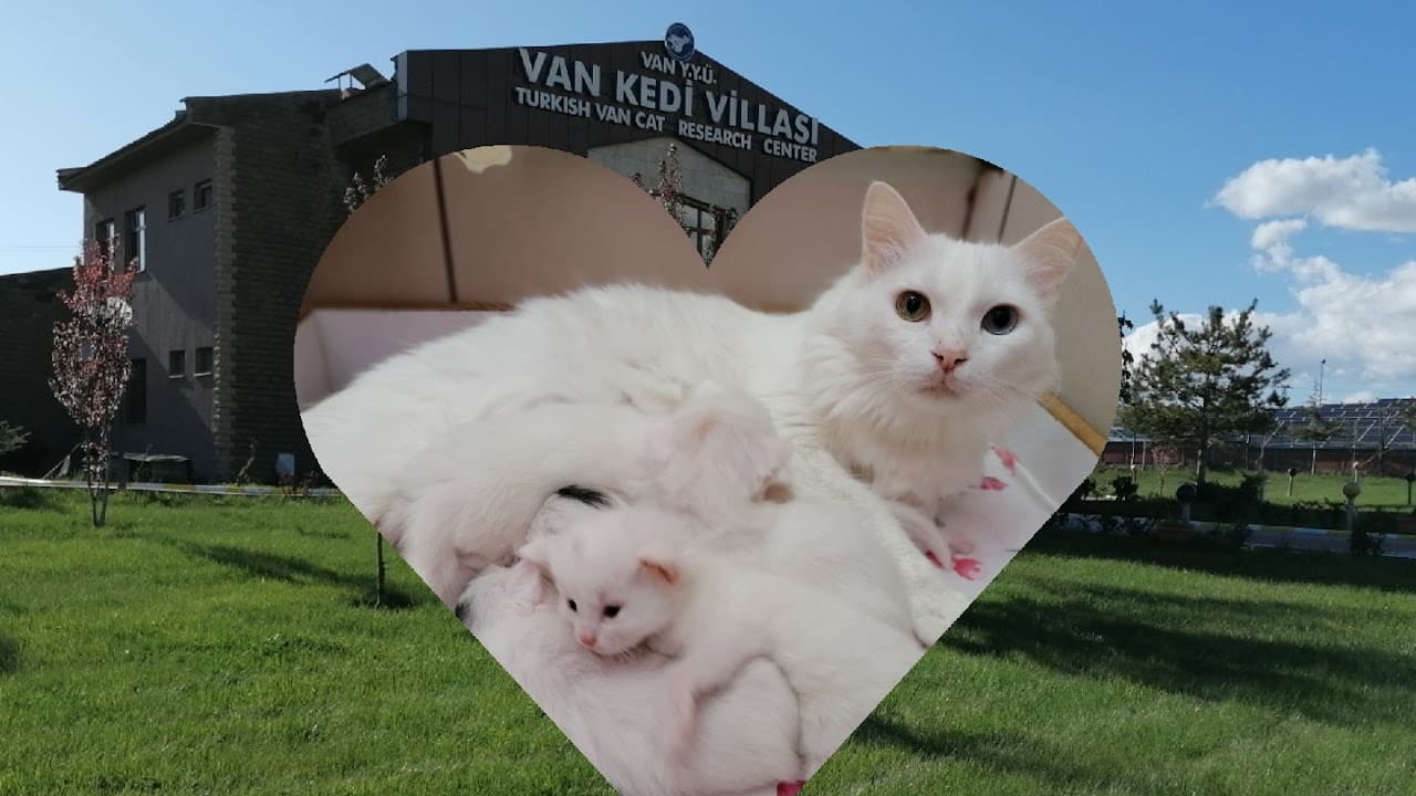 Van Kedi Villası