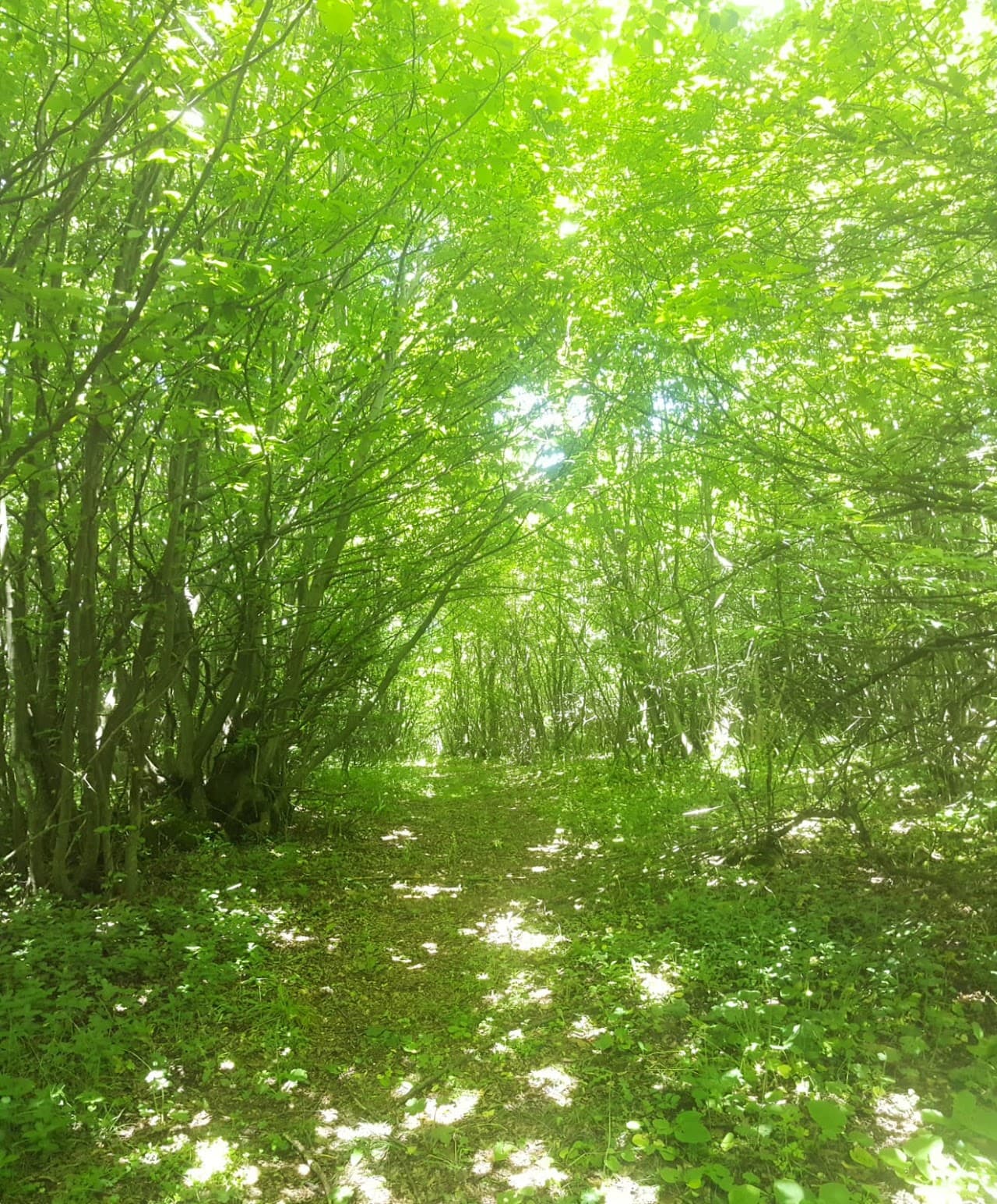 Hisarkale, Müşküle