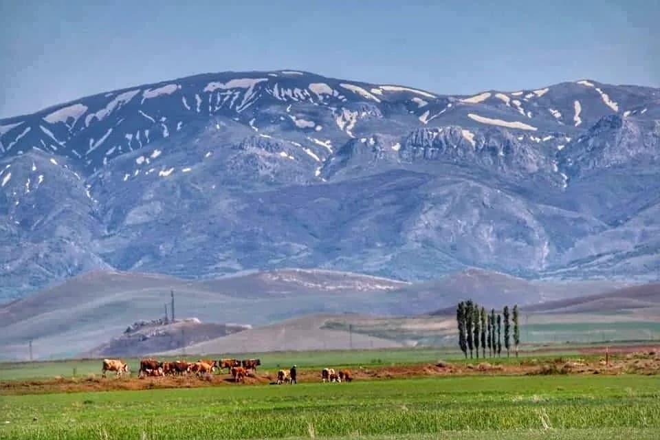 Pekeriç