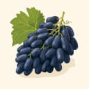 Antep Karası Kuru Üzümü illustration