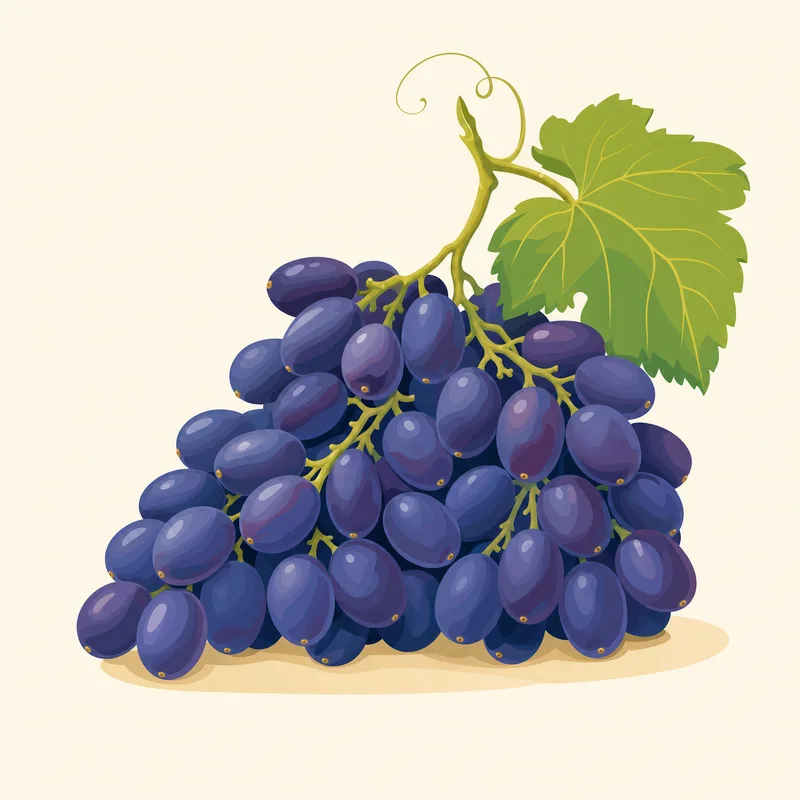 Cimin Üzümü illustration