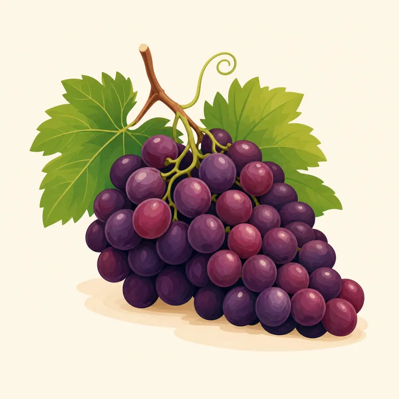 Elazığ Öküzgözü Üzümü illustration